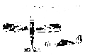 Fairchild 24 / UC-61 / Argus