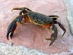 Petrovac, Montenegro. A crab :)