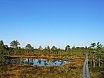Estonia. Viru Bog Nature Trail
