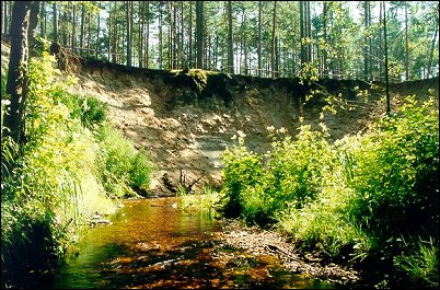 estonia hiiumaa forest baltic county mourning foto